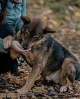 Матэмхэйн ищет дом