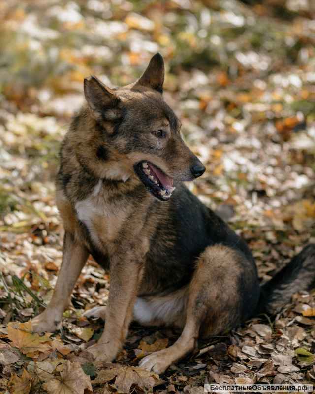 Матэмхэйн ищет дом