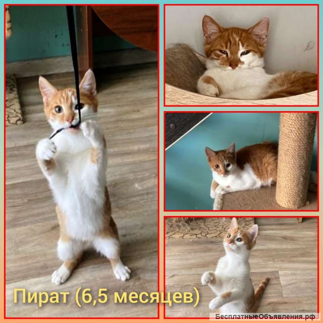 Котята в добрые руки