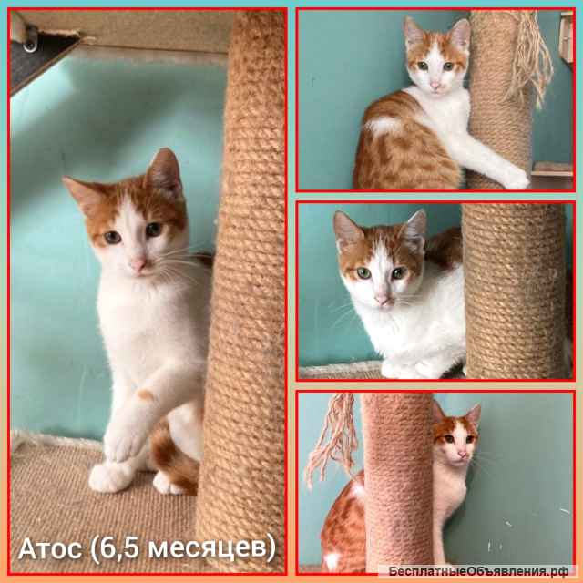 Котята в добрые руки