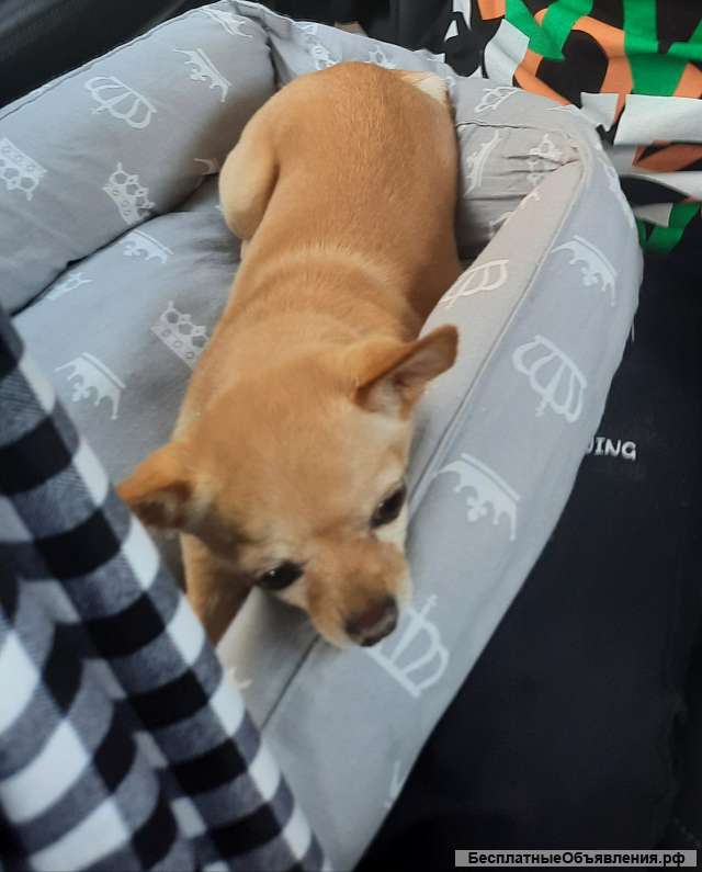 Пропала собака