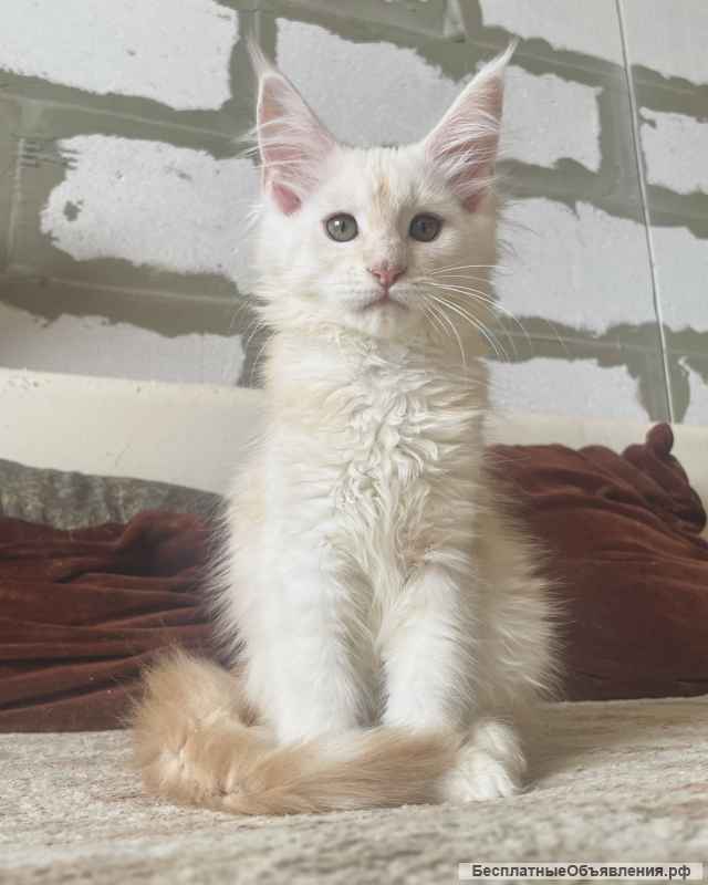 Котята породы мейн-кун в иркутске