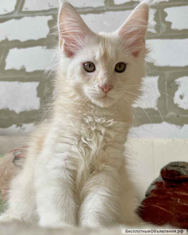 Котята породы мейн-кун в иркутске