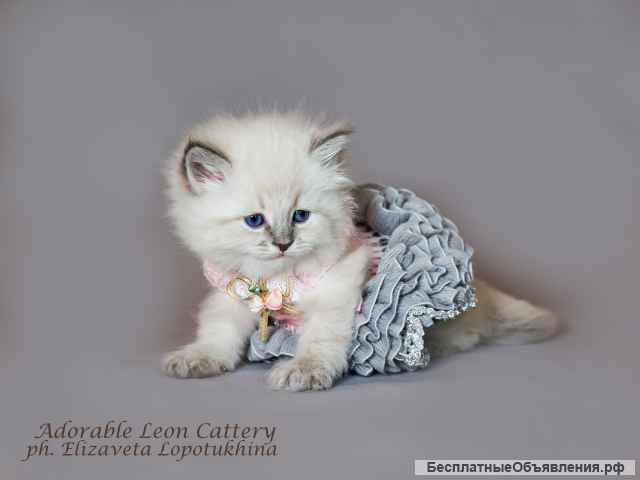 Невские маскарадные с документами