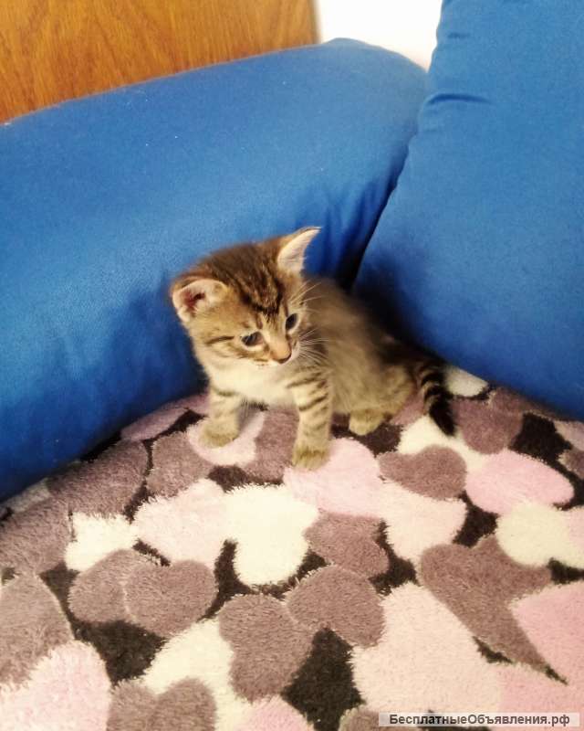 Котята