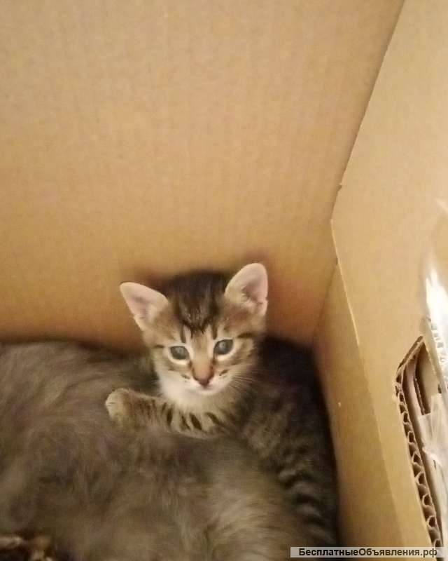 Котята