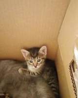 Котята