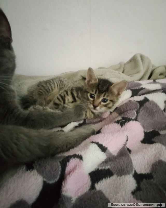 Котята