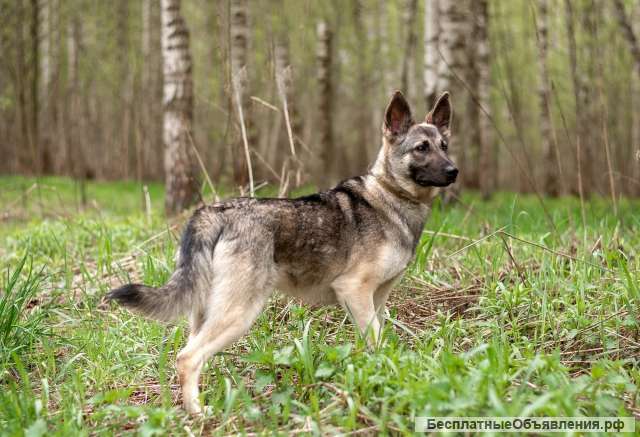 Кукла - мини-овчарка в дар