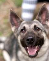 Кукла - мини-овчарка в дар