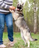 Кукла - мини-овчарка в дар