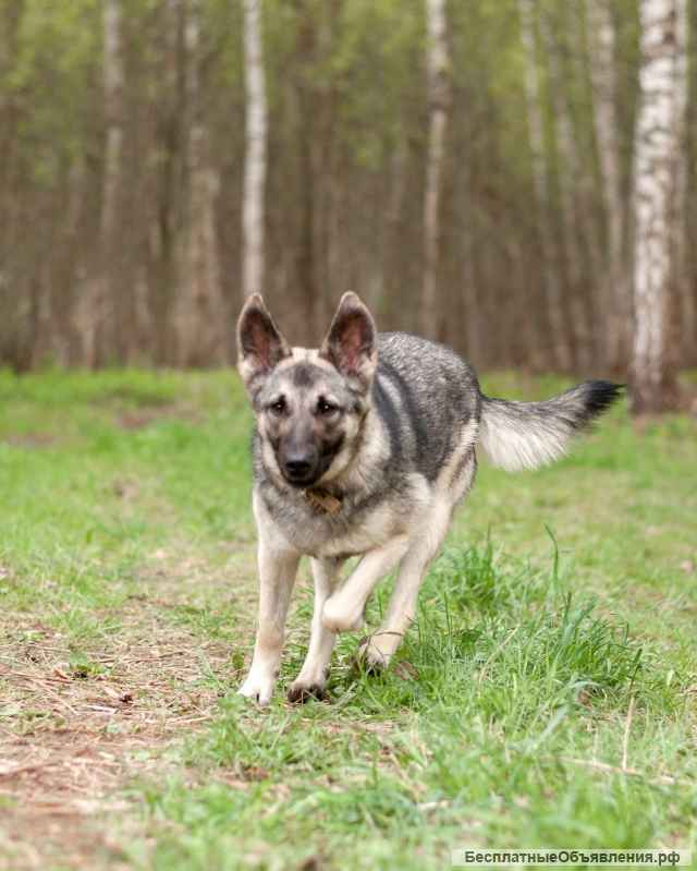 Кукла - мини-овчарка в дар