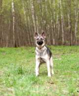 Кукла - мини-овчарка в дар