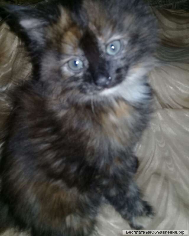 Очаровательные котята-сибиряки