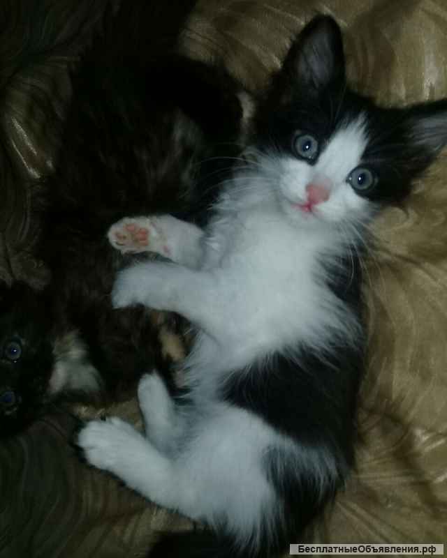 Очаровательные котята-сибиряки