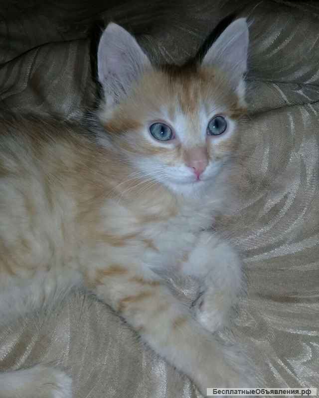 Очаровательные котята-сибиряки