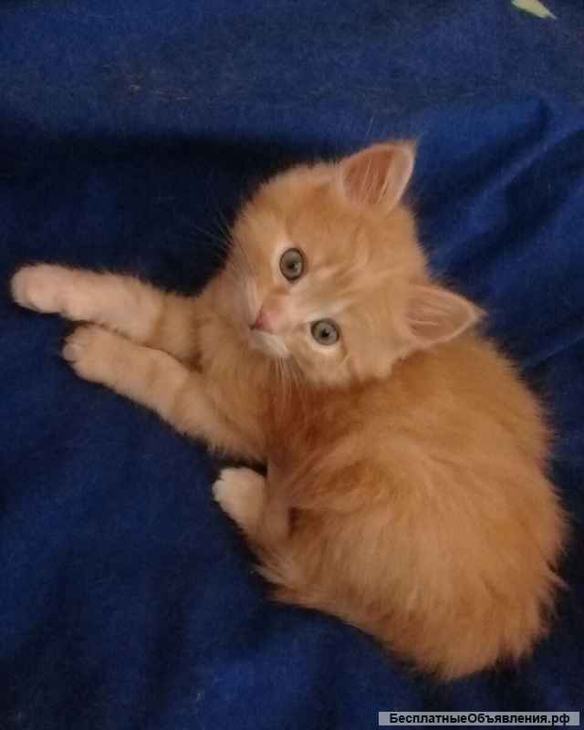 Очаровательные котята-сибиряки