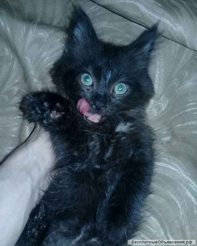 Очаровательные котята-сибиряки