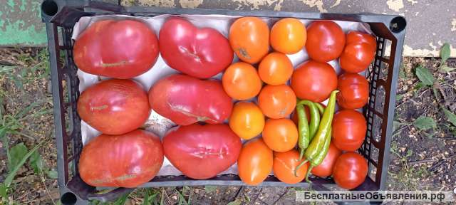 Помидоры с собственной теплицы