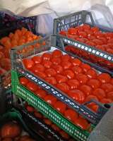 Помидоры с собственной теплицы