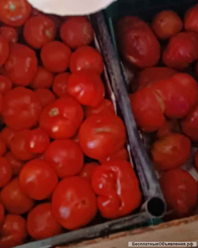 Помидоры с собственной теплицы