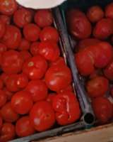 Помидоры с собственной теплицы