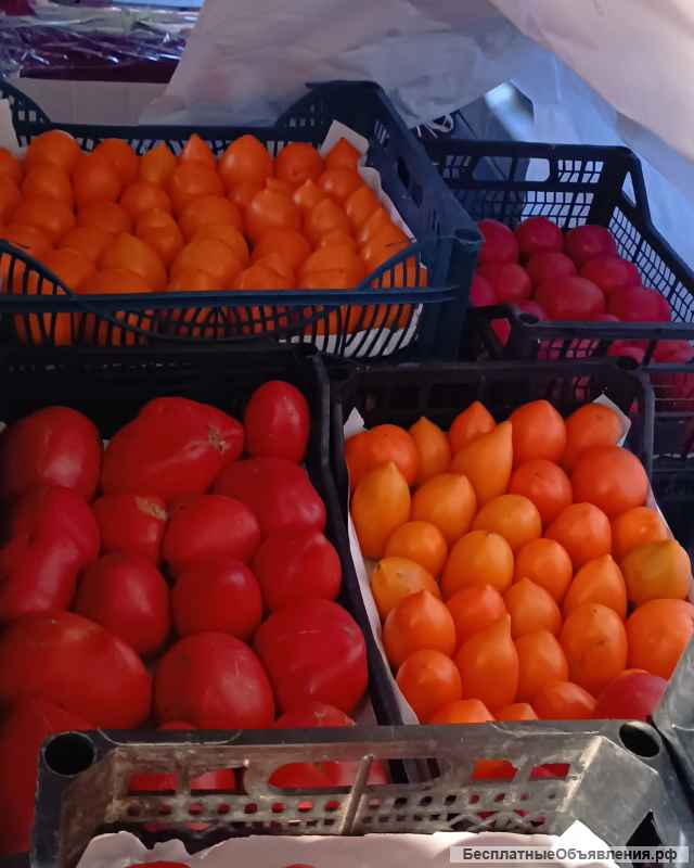 Помидоры с собственной теплицы