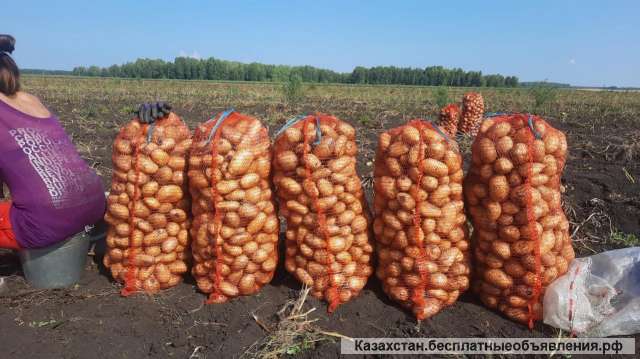 Картофель (товарной группы)