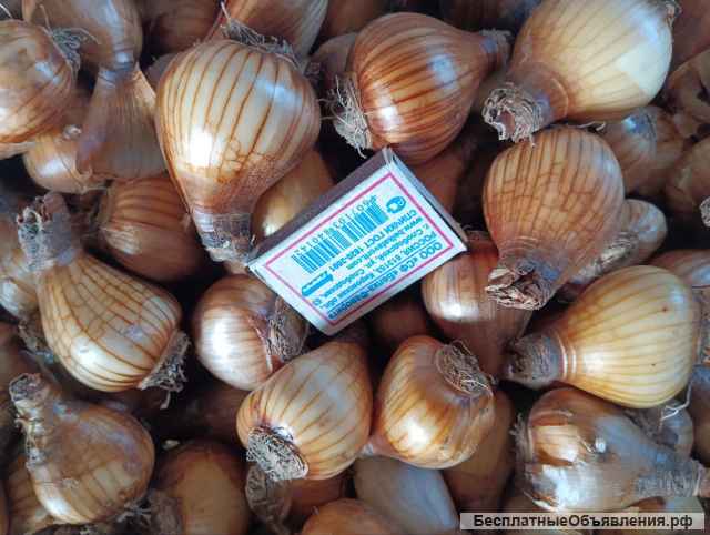 Луковица нарцисса