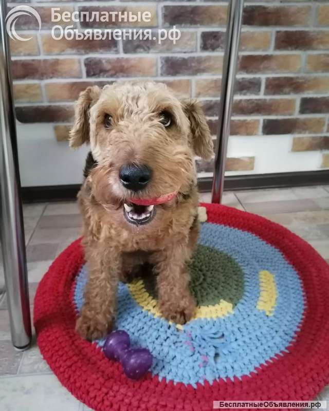 Собака Руна - вельштерьер в добрые руки