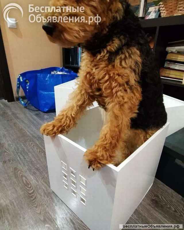 Собака Руна - вельштерьер в добрые руки