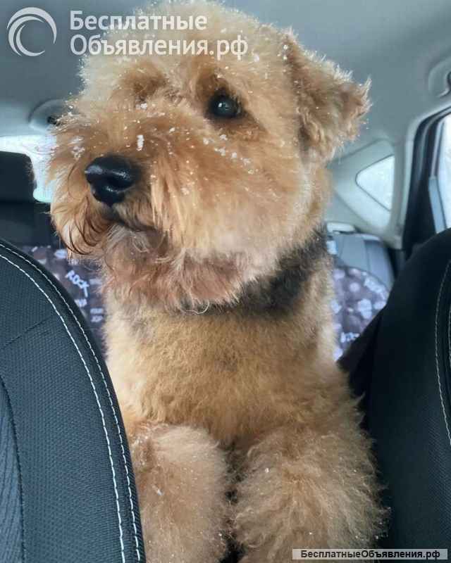 Собака Руна - вельштерьер в добрые руки