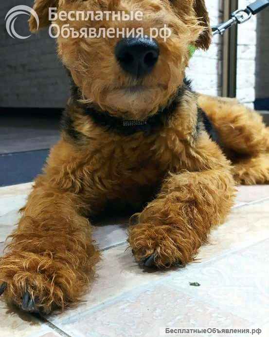 Собака Руна - вельштерьер в добрые руки