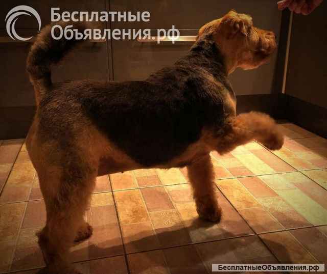 Собака Руна - вельштерьер в добрые руки