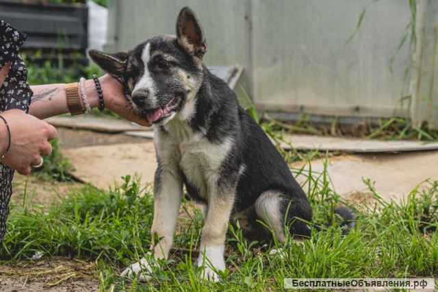 Красавчик-щенок Хуч в самые добрые руки