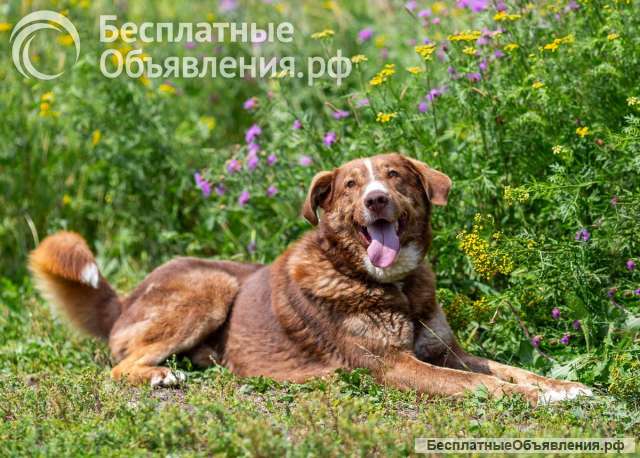 Молодой весёлый Барни в добрые руки