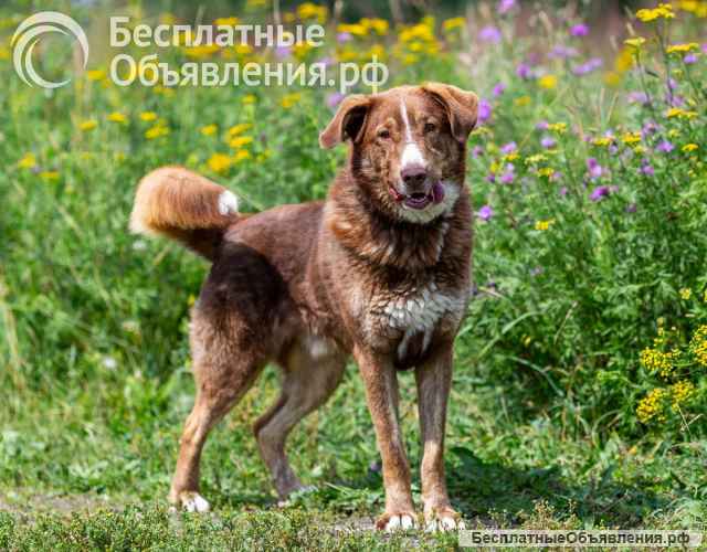 Молодой весёлый Барни в добрые руки