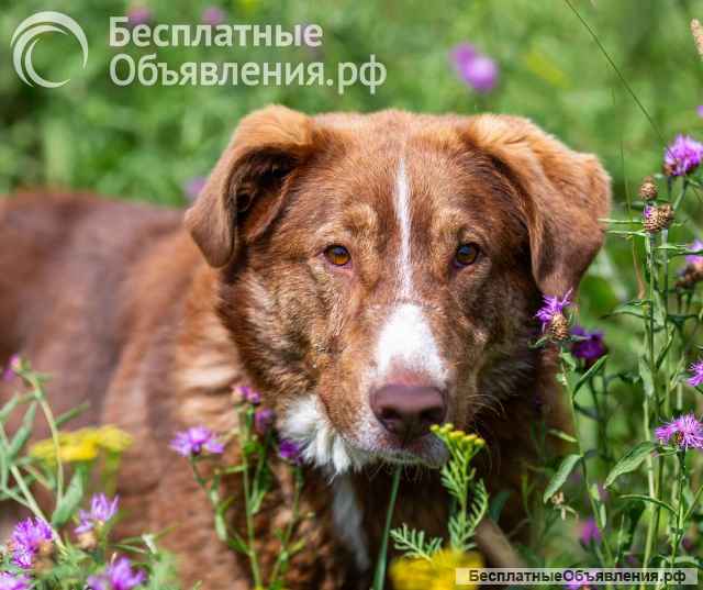 Молодой весёлый Барни в добрые руки