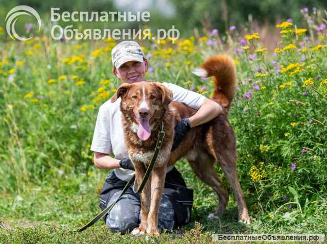 Молодой весёлый Барни в добрые руки