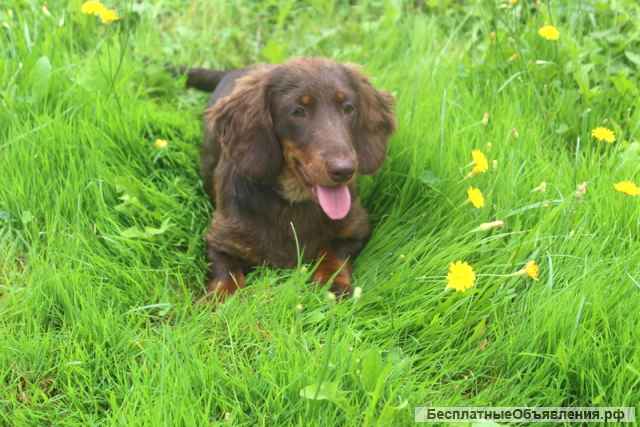 Такса щенок