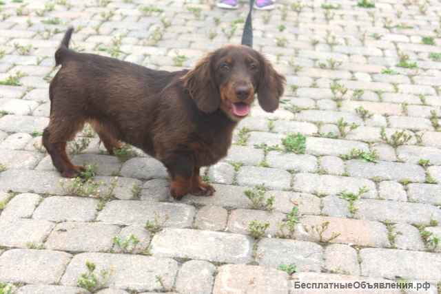 Такса щенок