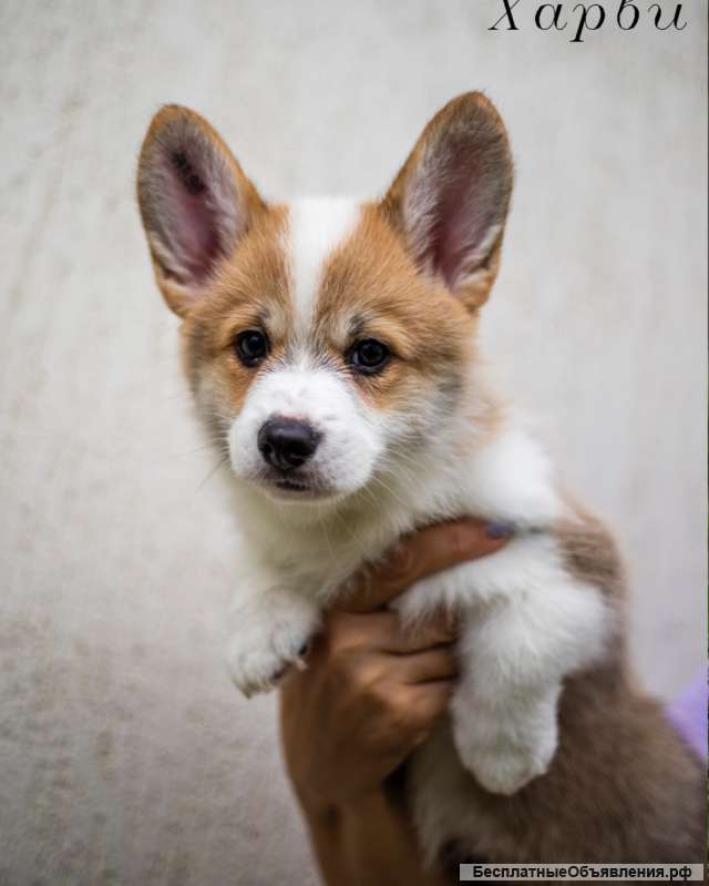 Щенки Вельш Корги