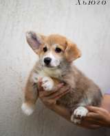 Щенки Вельш Корги