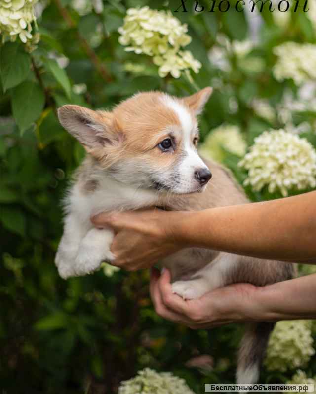 Щенки Вельш Корги