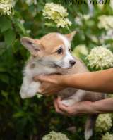 Щенки Вельш Корги