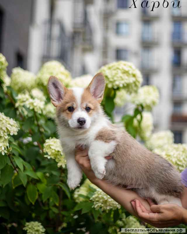 Щенки Вельш Корги