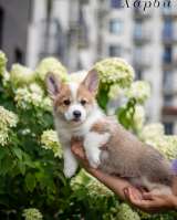 Щенки Вельш Корги