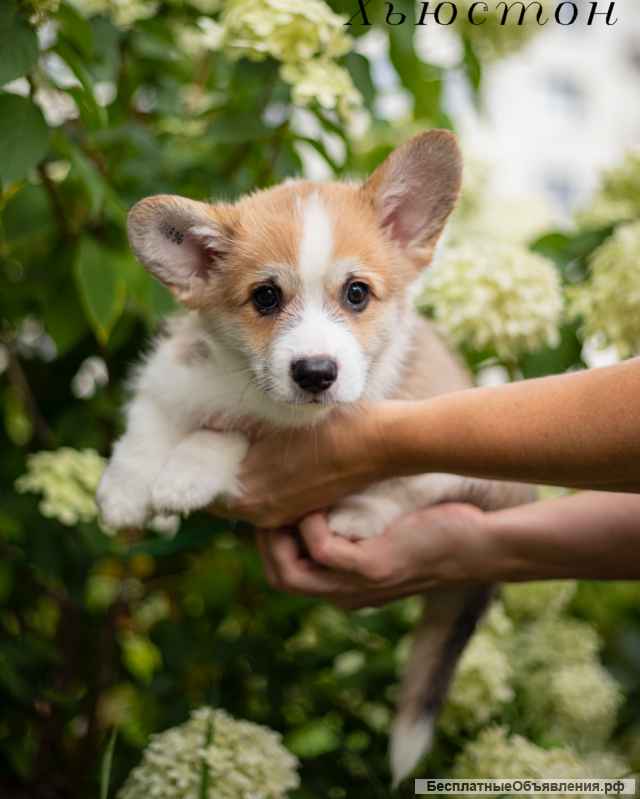 Щенки Вельш Корги