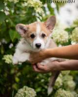 Щенки Вельш Корги