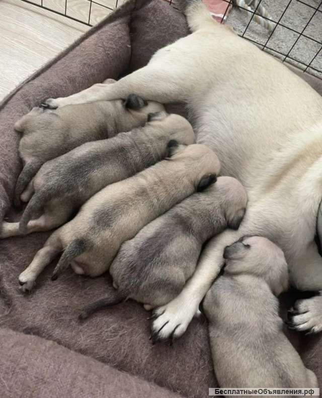 Мопсы щеночки